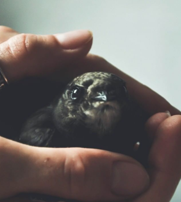 contact bird