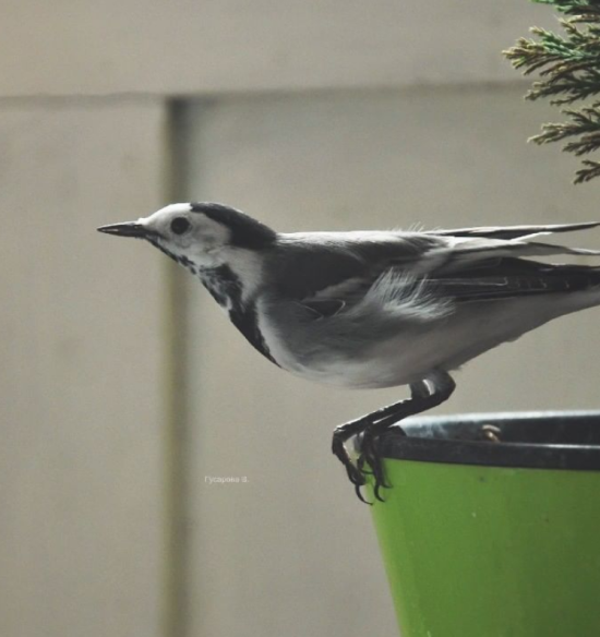 bird contact